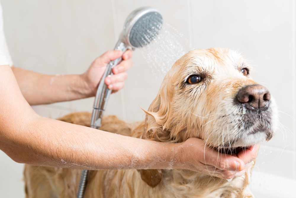 How to Groom Your Dog’s Coat at Home