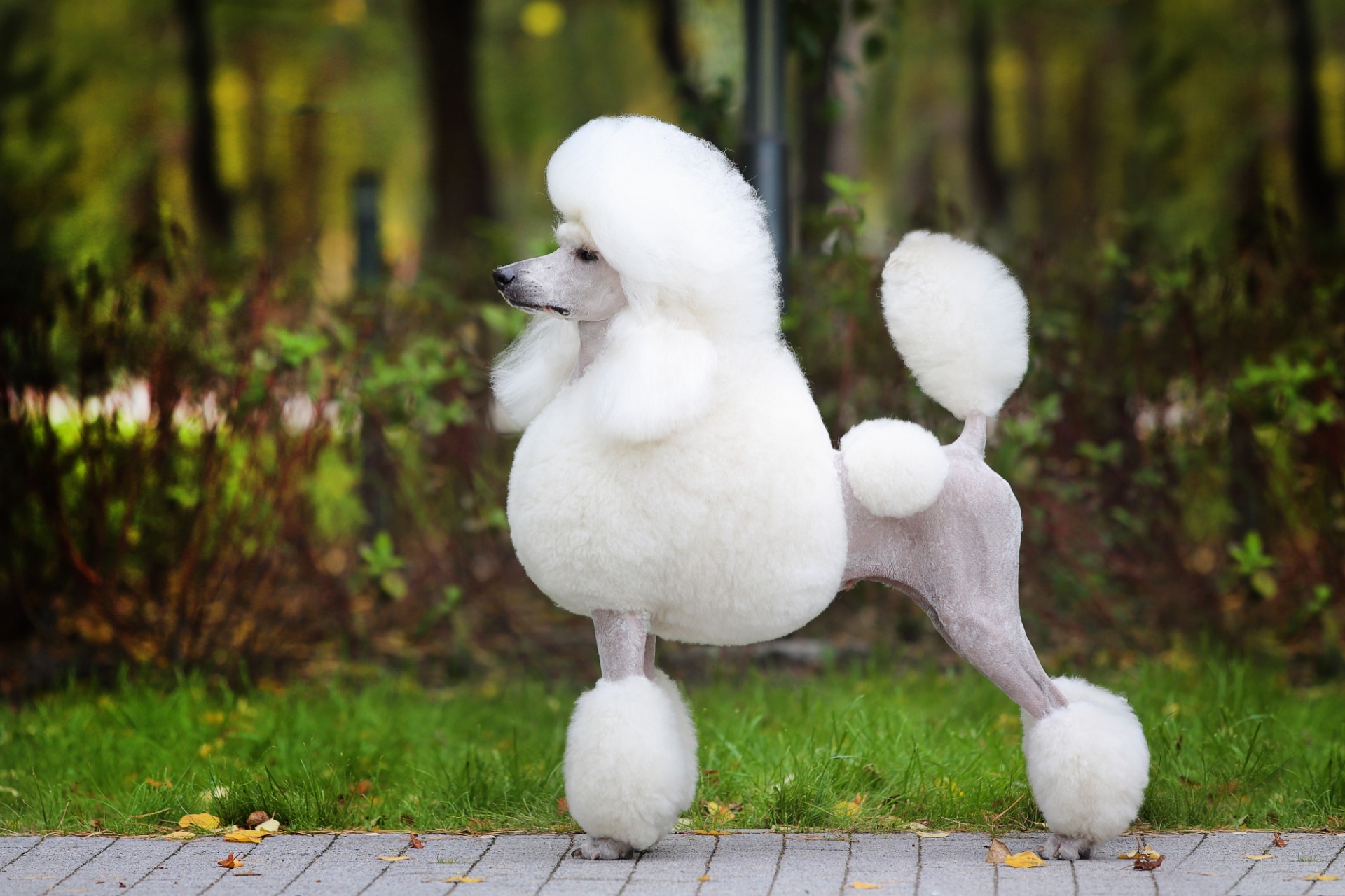 Poodles: Grooming Tips