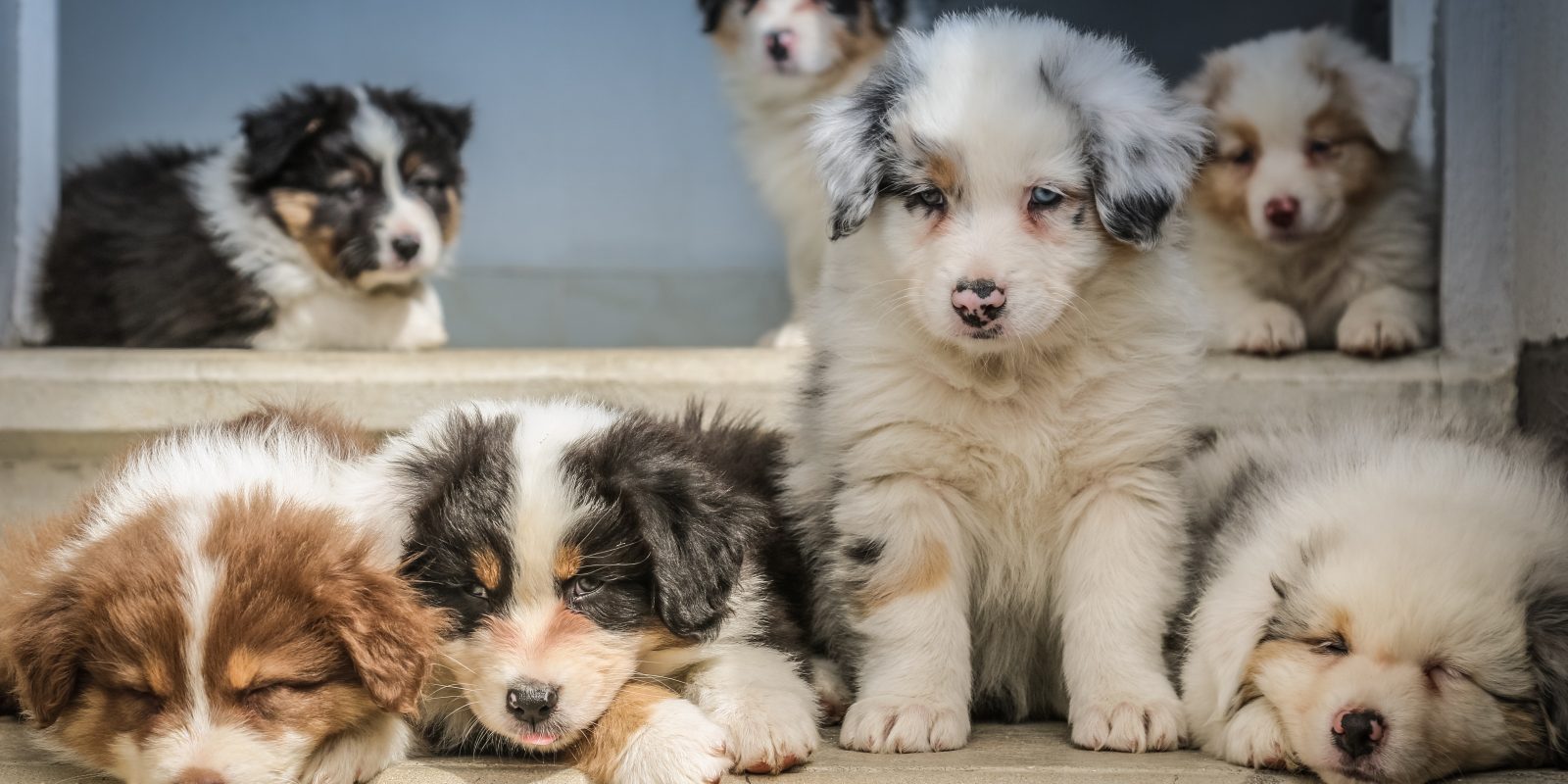 Your Baby is Having Babies… Puppy Delivery