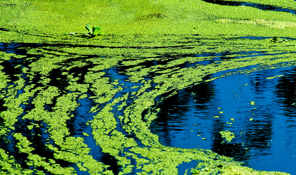 Watch Out for Blue-Green Algae!