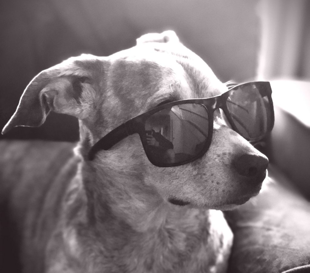 Short haired dog wearing black sunglasses