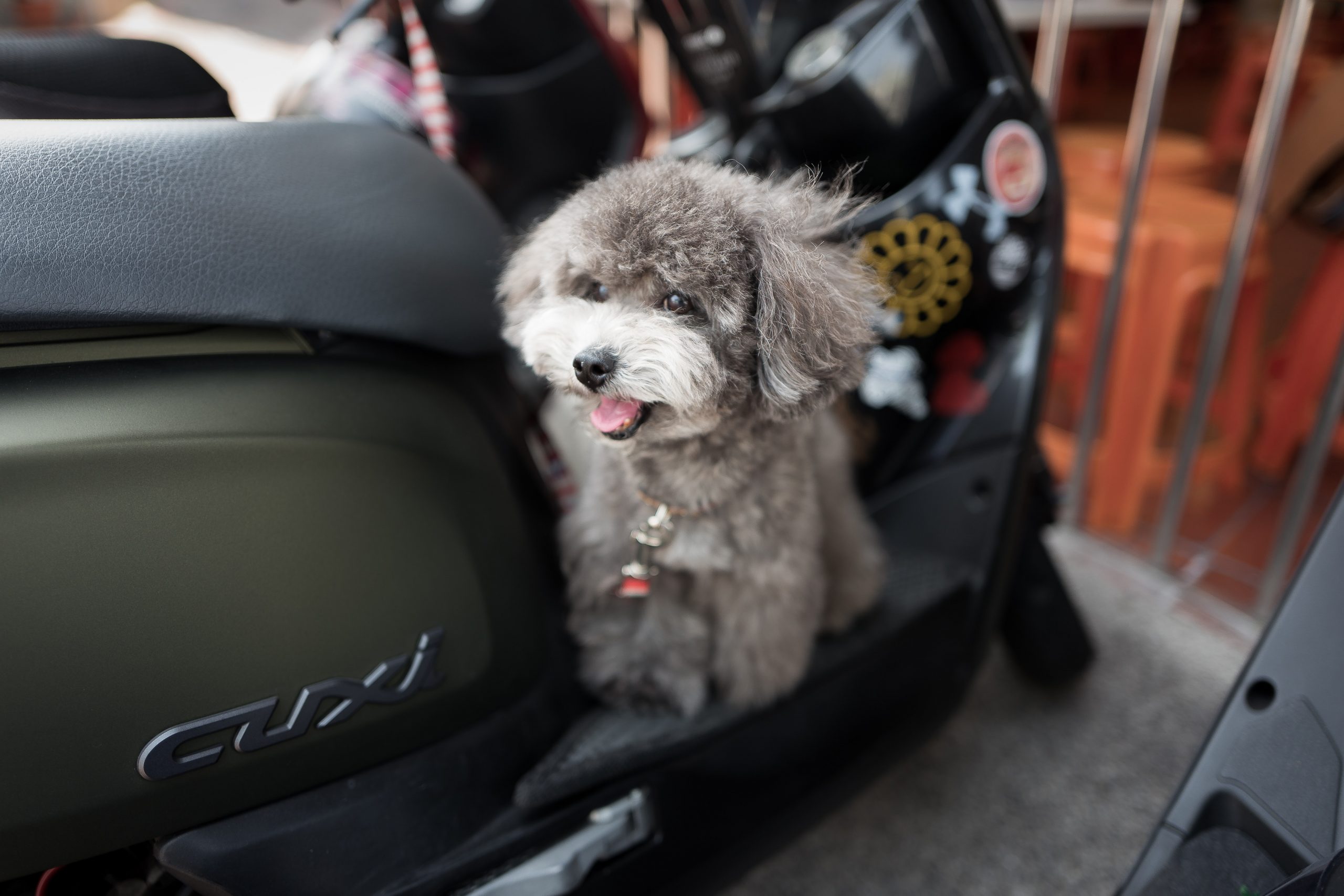 Small gray dog sitting on parked scooter