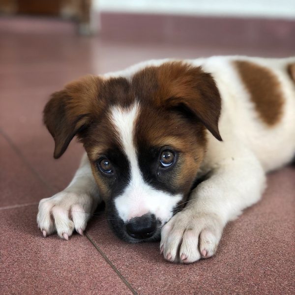 White and brown dog laying with head on floor