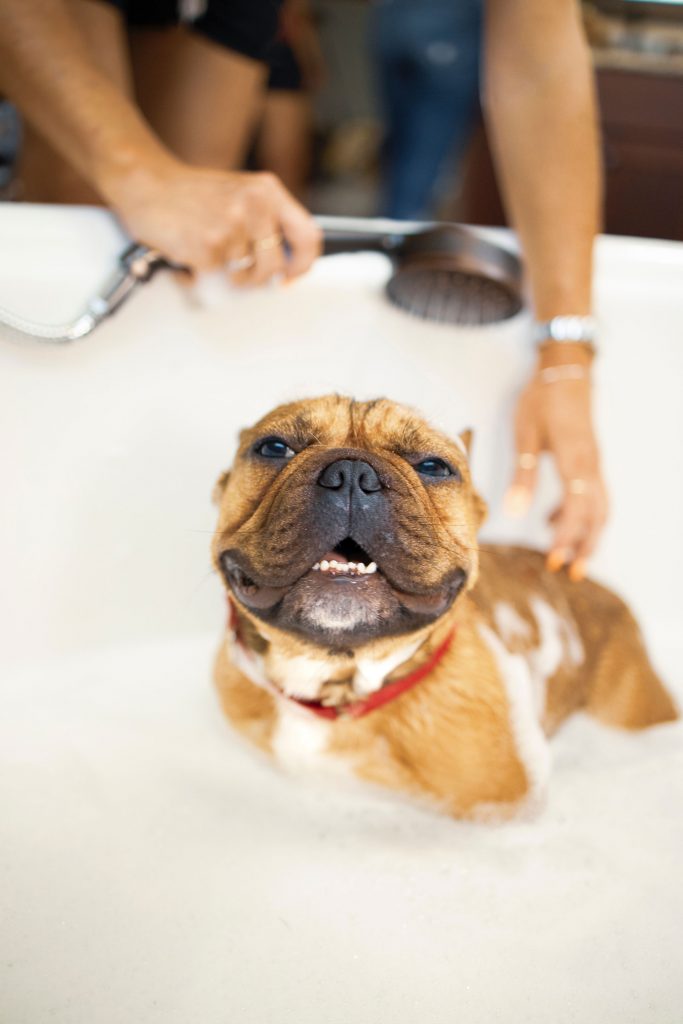 dog home grooming bathing short hair dogs