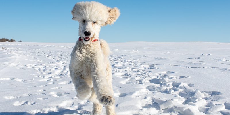 White dog running in snow toward camera