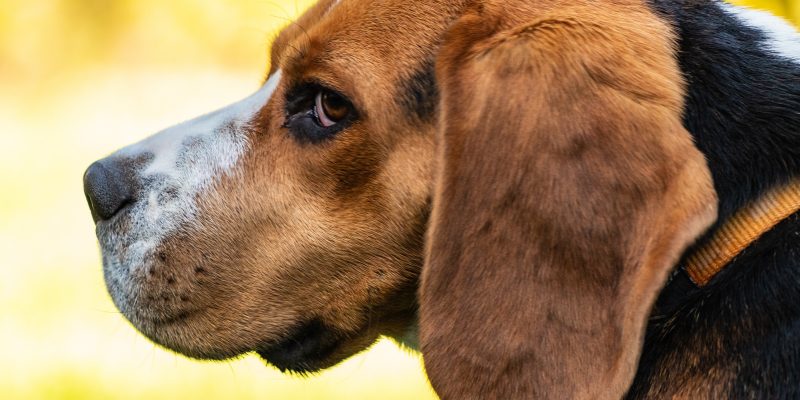 Profile of hound dog face