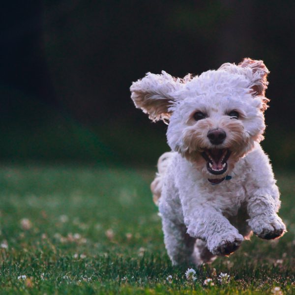 Small white dog with mouth open running in grass