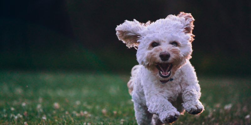 Small white dog with mouth open running in grass