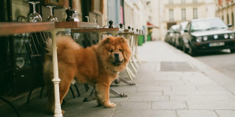 Fluffy dog standing on sidewalk in city